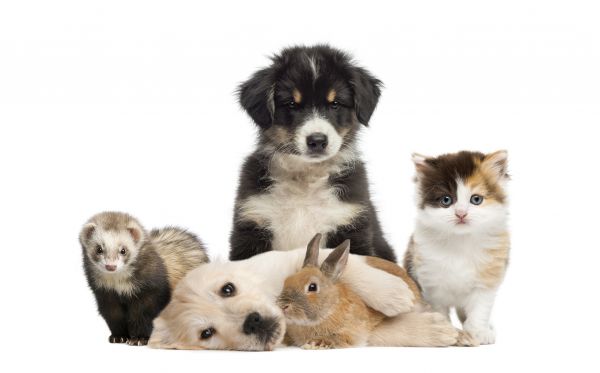 Harrisburg Pets